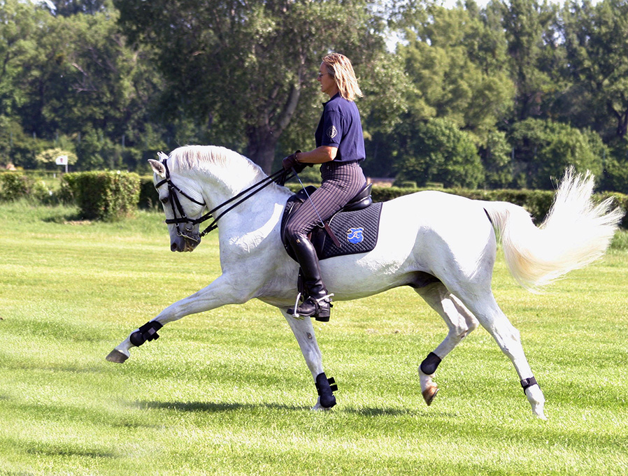 Akhal-Teke Horses